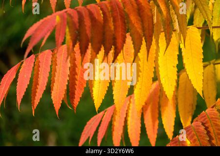 Herbstfarbe Herbstsaison Oktober Farbe November, Gelb wird gelblich, gelb vergilbt, blättrig, Rhus typhina Blätter Stockfoto