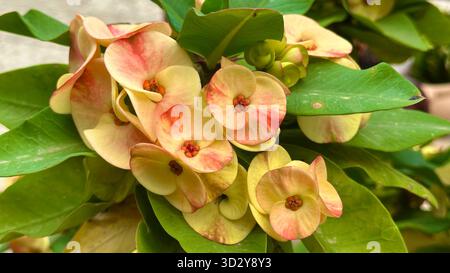 Bunte Dornenkrone (Euphorbia milii) mit cremegelben und korallenrosa Deckblättern und orangen Nektaren gegen glänzend grüne Blätter. Stockfoto