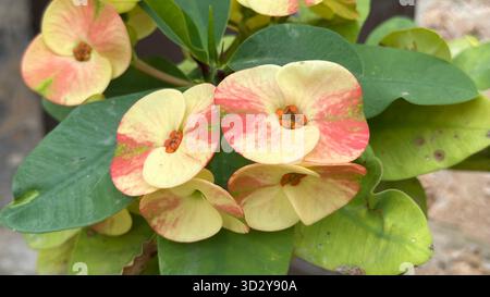 Bunte Dornenkrone (Euphorbia milii) mit cremegelben und korallenrosa Deckblättern und orangen Nektaren gegen glänzend grüne Blätter. Stockfoto