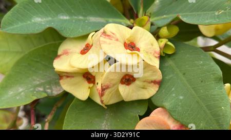 Bunte Dornenkrone (Euphorbia milii) mit cremegelben und korallenrosa Deckblättern und orangen Nektaren gegen glänzend grüne Blätter. Stockfoto
