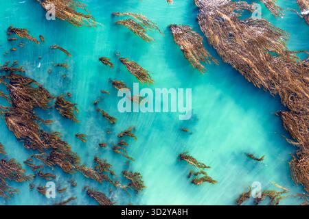 Blick von oben auf einen zentralen kalifornischen Seetangwald und das Wasser an der Pazifikküste Stockfoto