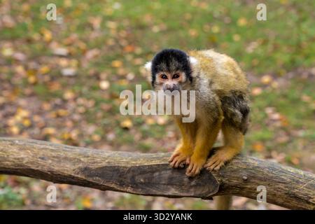 Eichhörnchenaffe steht auf Holzzweig in der Natur Stockfoto
