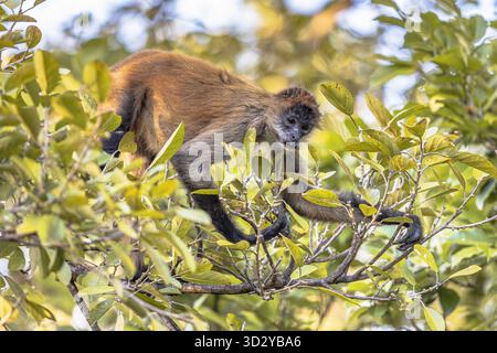 Geoffroy's Spinnenaffen (Ateles geoffroyi) ist eine Art von Spinnenaffen aus Mittelamerika. Naturszene Stockfoto