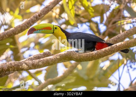 Kielschnabeltukan (Ramphastos sulfuratus), auch bekannt als Schwefelschnabeltukan oder Regenbogenschnabeltukan, ist ein farbenfrohes lateinamerikanisches Mitglied der Stockfoto