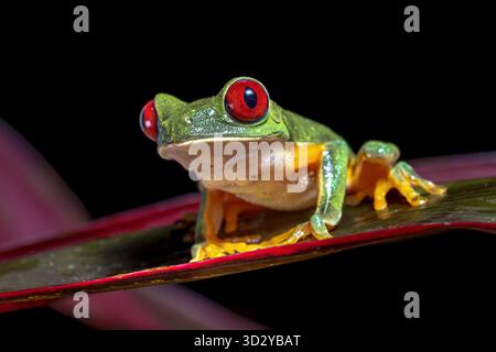 Rotaugenfrosch (Agalychnis callidryas), der im tropischen Regenwald auf Baumbrach klettert. Naturszene in Zentralamerika. Stockfoto