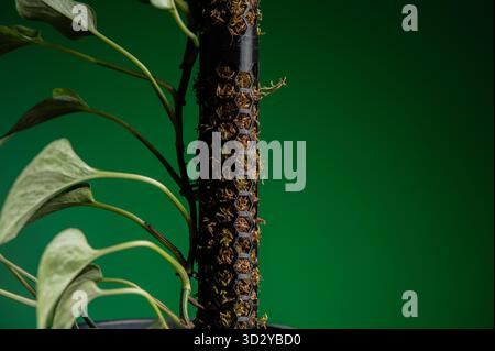 Stange für Pflanzen, eine Zimmerpflanze auf einer Moossäule vor einer schwarzen Wand als Hintergrund. Eine Moosstange ist ein Stab für den Anbau von Pflanzen in Töpfen zu Hause und Stockfoto