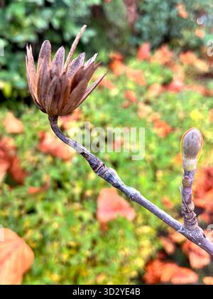Trockene Tulpenbaumsamenkapsel auf Zweig im Herbst, Liriodendron tulipifera Stockfoto