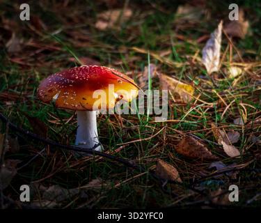 Pilze in der Waldlandschaft - schöner roter Krötenpilz Fliegenpilz, Amanita muscaria, auf dem Waldboden, Oktober 2025 Stockfoto