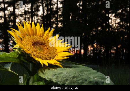 Einzelne Sonnenblume in voller Blüte auf einem grasbewachsenen Feld mit der Sonne am Horizont und Silhouetten von großen Bäumen dahinter. Stockfoto