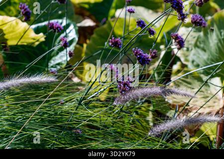 Brunnengras und leuchtende lila Verbene Wiese im Wind Stockfoto