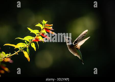 Zeit, sich zu tanken und die Energie zu holen, die für die Wintermonate in den Süden benötigt wird. Diese kleinen Vögel bringen viel Spaß. Stockfoto