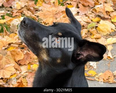 Nahaufnahme eines schwarzen Hundes, der zwischen Herbstblättern aufblickt. Vertrauen, Intelligenz und emotionale Verbindung zwischen Mensch und Tier Stockfoto