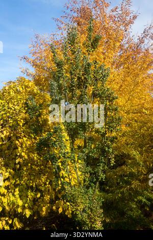 Carpinus betulus „Columnaris“ Europäische Hainbuche, Fagus sylvatica „Asplenifolia“ Europäische Buche, Herbstfarbe, Herbstsaison, Oktober-Farbgarten Stockfoto