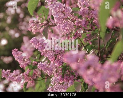 Rosafarbene Fliederblüten in der Nähe an einem sonnigen Frühlingstag Stockfoto