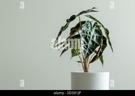 Alocasia amazonica 'Polly' im weißen Topf als grüne Zimmerpflanze Stockfoto