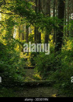 Sonnenlicht scheint durch grüne Waldbäume im Sommerwald Stockfoto