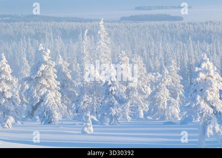 Bäume mit Schneedecke am nebeligen und kalten Wintermorgen im Riisitunturi Nationalpark, Nordfinnland, Europa Stockfoto