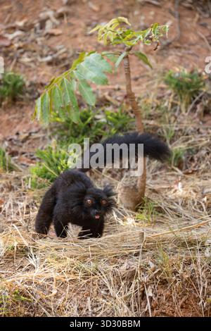 Schwarzer Lemur Eulemur Macaco (halb in Gefangenschaft), männliche Erwachsene auf der Suche nach Nahrungsmitteln, Lemurs' Park, Antananarivo, Analamanga, Madagaskar, September Stockfoto