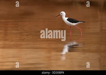 Schwarzflügelpfahl Himantopus himantopus, Erwachsene auf der Suche in Flachwasser, Manambolo River, Bekopaka, Melaky, Madagaskar, September Stockfoto