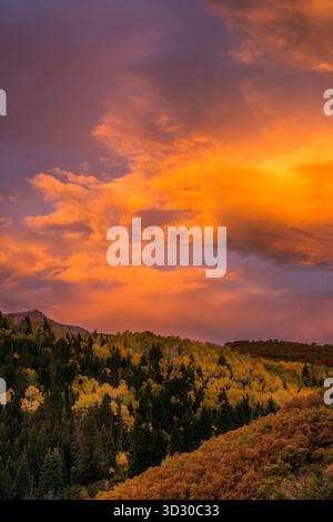 Sonnenaufgang, Aspen, Populus Tremula, Eiche, Quercus Gambelii, Dallas Divide, Uncompahgre National Forest, Colorado Stockfoto