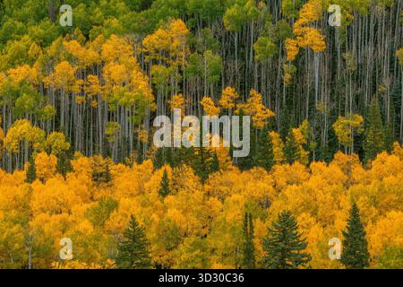 Aspen, Populus Tremula, Dallas Divide, Uncompahgre National Forest, Colorado Stockfoto