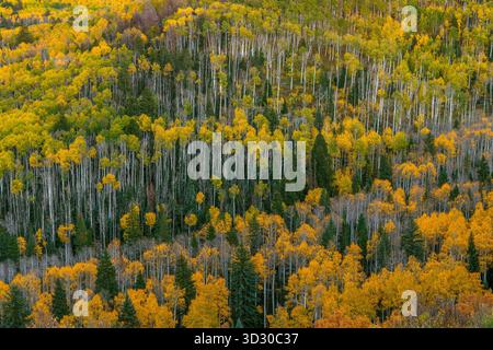 Aspen, Populus Tremula, Dallas Divide, Uncompahgre National Forest, Colorado Stockfoto