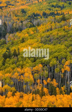 Aspen, Populus Tremula, Dallas Divide, Uncompahgre National Forest, Colorado Stockfoto