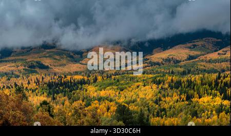 Aspen, Populus Tremula, Eiche, Quercus Gambelii, Dallas Divide, Uncompahgre National Forest, Colorado Stockfoto