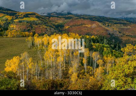 Aspen, Populus Tremula, Eiche, Quercus Gambelii, Dallas Divide, Uncompahgre National Forest, Colorado Stockfoto
