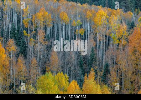 Aspen, Populus Tremula, Dallas Divide, Uncompahgre National Forest, Colorado Stockfoto