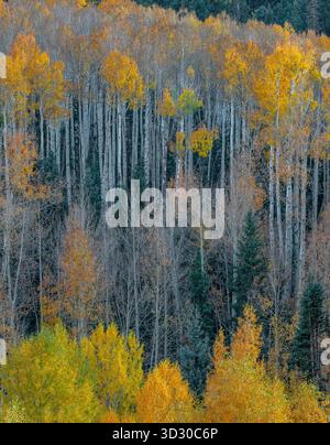 Aspen, Populus Tremula, Dallas Divide, Uncompahgre National Forest, Colorado Stockfoto