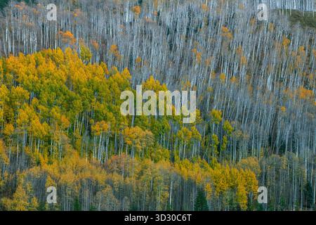 Aspen, Populus Tremula, Dallas Divide, Uncompahgre National Forest, Colorado Stockfoto