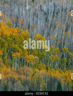 Aspen, Populus Tremula, Dallas Divide, Uncompahgre National Forest, Colorado Stockfoto