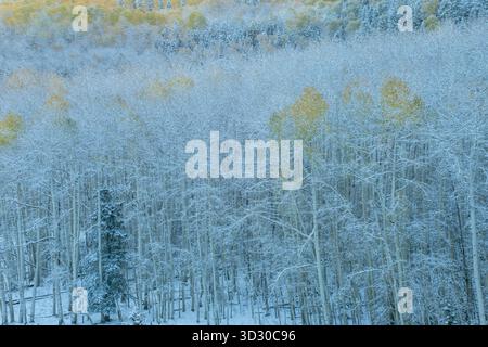 Aspen, Populus Tremula, Schnee, Wilson Mesa, Uncompahgre National Forest, Colorado Stockfoto