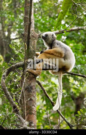 Diademed sifaka Propithecus diadema, Erwachsener sitzt im Baumdach, Andasibe-Mantadia Nationalpark, Moramanga, Madagaskar, September Stockfoto