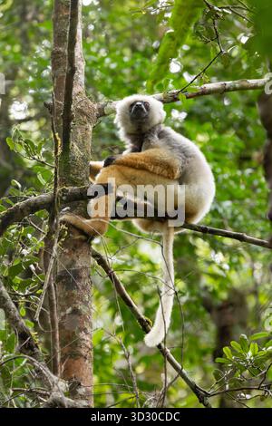Diademed sifaka Propithecus diadema, Erwachsener sitzt im Baumdach, Andasibe-Mantadia Nationalpark, Moramanga, Madagaskar, September Stockfoto
