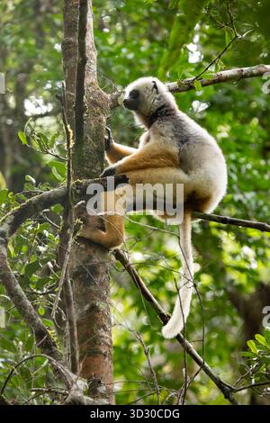Diademed sifaka Propithecus diadema, Erwachsener sitzt im Baumdach, Andasibe-Mantadia Nationalpark, Moramanga, Madagaskar, September Stockfoto