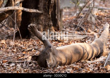 Fossa Cryptoprocta ferox, Erwachsene Frau schlafend, Kirindy Forest, Morondava, Menabe. Madagaskar, September Stockfoto
