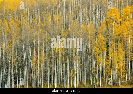 Aspen, Populus Tremulae, Uncompahgre National Forest, Colorado Stockfoto