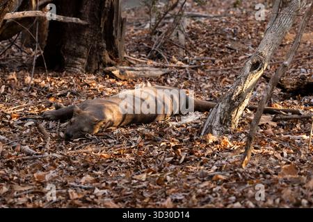 Fossa Cryptoprocta ferox, Erwachsene Frau schlafend, Kirindy Forest, Morondava, Menabe. Madagaskar, September Stockfoto
