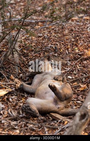 Fossa Cryptoprocta ferox, Erwachsene Frau schlafend, Kirindy Forest, Morondava, Menabe. Madagaskar, September Stockfoto