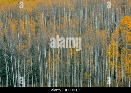 Aspens, Cimmaron Valley, Uncompahgre National Forest, Colorado Stockfoto