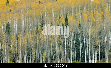 Aspen, Populus Tremula, Cimarron Valley, Uncompahgre National Forest, Colorado Stockfoto