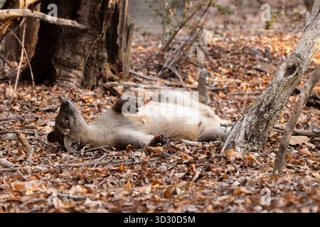 Fossa Cryptoprocta ferox, Erwachsene Frau schlafend, Kirindy Forest, Morondava, Menabe. Madagaskar, September Stockfoto