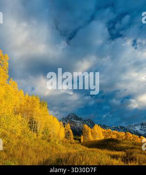 Aspen, Populus tremula, Mount Sneffels, Dallas Divide, Uncompahgre National Forest, Colorado Stockfoto