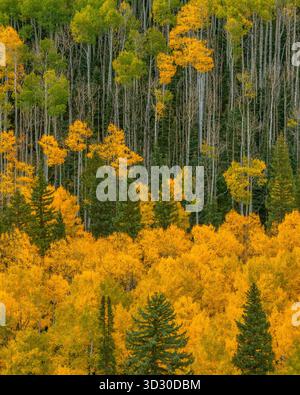 Aspen, Populus Tremula, Dallas Divide, Uncompahgre National Forest, Colorado Stockfoto