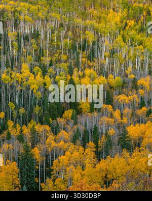 Aspen, Populus Tremula, Dallas Divide, Uncompahgre National Forest, Colorado Stockfoto