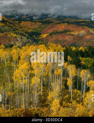 Aspen, Populus Tremula, Eiche, Quercus Gambelii, Dallas Divide, Uncompahgre National Forest Stockfoto