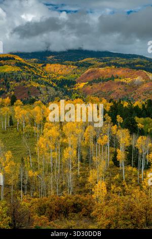 Aspen, Populus Tremula, Eiche, Quercus Gambelii, Dallas Divide, Uncompahgre National Forest Stockfoto