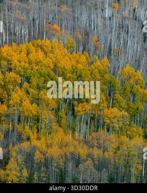 Aspen, Populus Tremula, Dallas Divide, Uncompahgre National Forest, Colorado Stockfoto